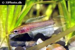 parosphromenus ornaticauda parosphromenus ornaticauda