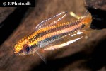 parosphromenus ornaticauda parosphromenus ornaticauda