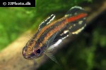 parosphromenus ornaticauda parosphromenus ornaticauda
