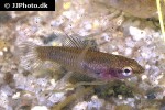 parosphromenus parvulus parosphromenus parvulus