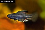 parosphromenus parvulus parosphromenus parvulus