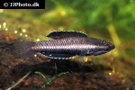 parosphromenus parvulus parosphromenus parvulus
