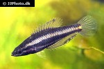 parosphromenus parvulus parosphromenus parvulus