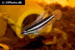 parosphromenus phoenicurus parosphromenus phoenicurus