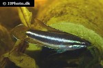 parosphromenus phoenicurus parosphromenus phoenicurus