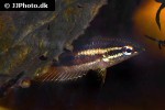 parosphromenus phoenicurus parosphromenus phoenicurus