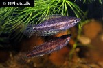 parosphromenus quindecim parosphromenus quindecim