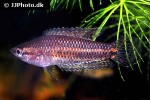 parosphromenus quindecim parosphromenus quindecim