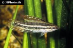 parosphromenus quindecim parosphromenus quindecim