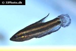 parosphromenus species kota ting parosphromenus species kota ting