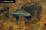 parosphromenus species sintang parosphromenus species sintang
