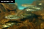 parosphromenus species sintang parosphromenus species sintang