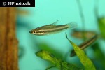 parosphromenus species sintang parosphromenus species sintang