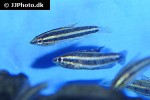 parosphromenus species sukamara parosphromenus species sukamara