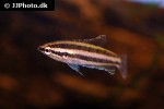 parosphromenus sumatranus parosphromenus sumatranus