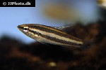 parosphromenus sumatranus parosphromenus sumatranus