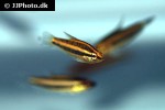 parosphromenus sumatranus parosphromenus sumatranus