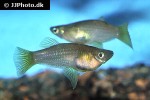 alfaro cultratus alfaro cultratus