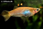 alfaro cultratus alfaro cultratus