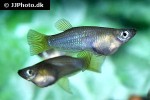 alfaro cultratus alfaro cultratus