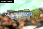 alfaro cultratus alfaro cultratus