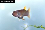 belonesox belizanus belonesox belizanus