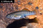 brachyrhaphis roseni brachyrhaphis roseni