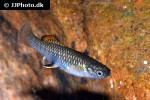 brachyrhaphis roseni brachyrhaphis roseni