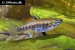 brachyrhaphis roseni brachyrhaphis roseni