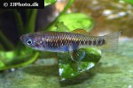 brachyrhaphis roseni brachyrhaphis roseni