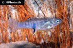 brachyrhaphis roseni brachyrhaphis roseni