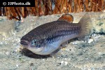 brachyrhaphis roseni brachyrhaphis roseni