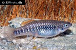 brachyrhaphis roseni brachyrhaphis roseni