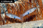 brachyrhaphis roseni brachyrhaphis roseni