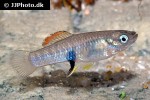 brachyrhaphis roseni brachyrhaphis roseni