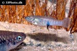 brachyrhaphis roseni brachyrhaphis roseni