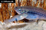 brachyrhaphis roseni brachyrhaphis roseni