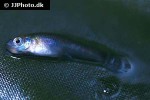 gambusia affinis gambusia affinis