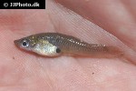 gambusia affinis gambusia affinis