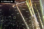 gambusia affinis gambusia affinis