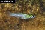 gambusia affinis gambusia affinis