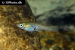 gambusia affinis gambusia affinis