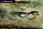 gambusia affinis gambusia affinis