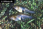 gambusia holbrooki gambusia holbrooki