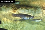gambusia holbrooki gambusia holbrooki
