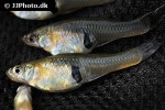 gambusia holbrooki gambusia holbrooki