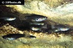 gambusia holbrooki gambusia holbrooki