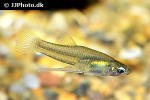 girardinus falcatus girardinus falcatus