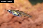 girardinus falcatus girardinus falcatus