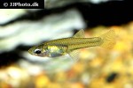 girardinus falcatus girardinus falcatus